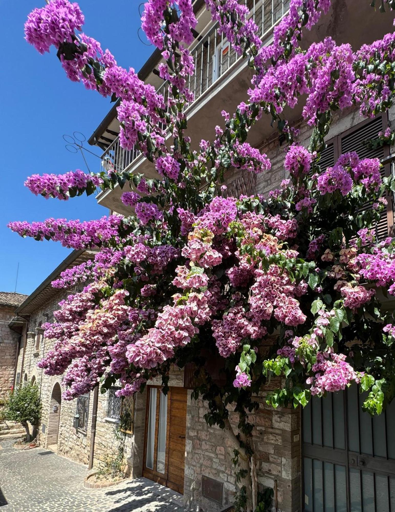 La Bouganville Assisi Buitenkant foto